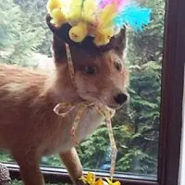 Foxa Finnegan