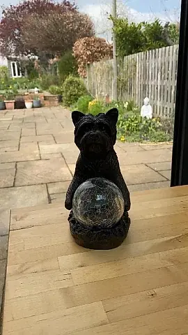 Mystic Dog