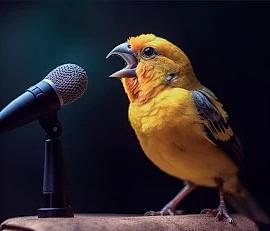 The Beast Open Mic - comedy show