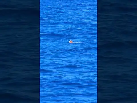SEA🌊TURTLE🐢SiGHTiNG