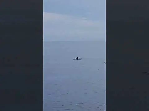 SHRiMP🦐BOAT
