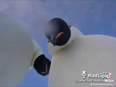 If animals had a iPhone 