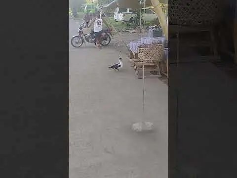 Filipino duck