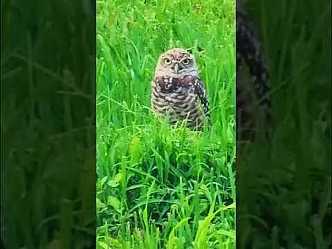 Burrowing Owl 🦉