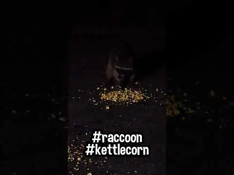 Raccoon Munching Kettle Corn
